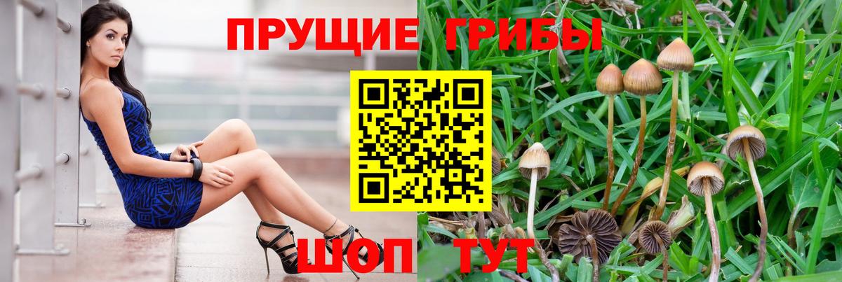 Галлюциногенные грибы прущие грибы Великие Луки